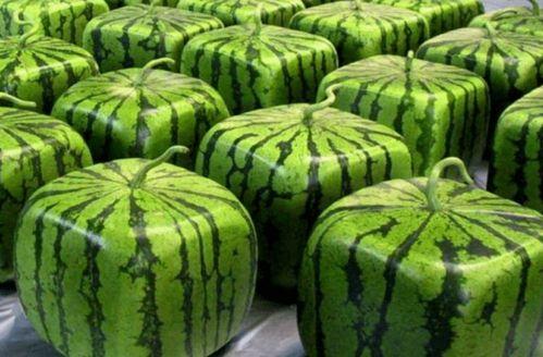 吃瓜社中国,吃瓜社中国带你探秘明星幕后故事