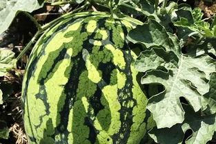 吃瓜解暑鳄鱼,吃瓜解暑鳄鱼，清凉一夏！