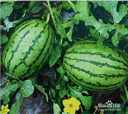 小鸡可以吃瓜马瓜吗,小鸡能否享用瓜马瓜的美食之旅