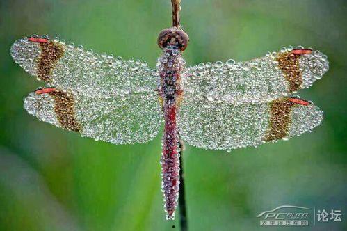 早起的虫子吃瓜,揭秘清晨时光的甜蜜收获