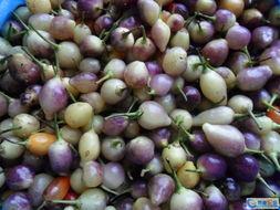 早起的虫子吃瓜,揭秘清晨时光的甜蜜收获