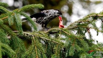 小白鸦吃瓜,小白鸦的瓜田奇遇记