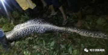 吞噬巨蟒吃瓜视频,惊险一幕引网友热议