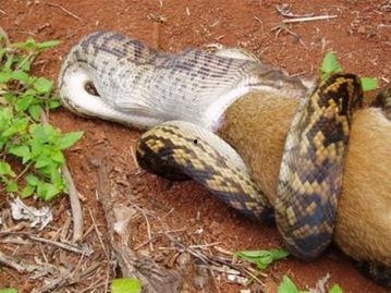 吞噬巨蟒吃瓜视频,惊险一幕引网友热议