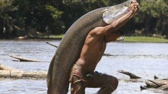 吃瓜群众阿鱼,揭秘娱乐圈那些事儿