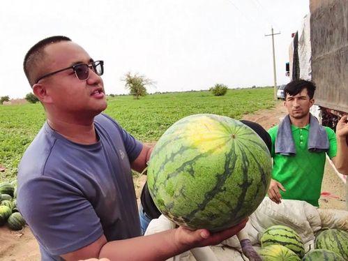乌鲁木齐吃瓜花田,吃瓜花田，夏日里的清凉乐园
