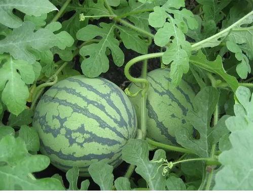 林林吃瓜记,揭秘娱乐圈幕后故事