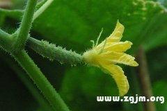 梦见分小瓜吃,揭秘分小瓜吃的寓意与象征