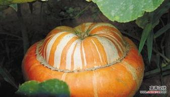 刷新三观网上吃瓜,揭秘网络吃瓜背后的真相与启示