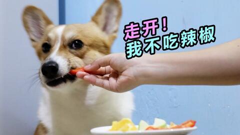 柯基可以吃瓜吗