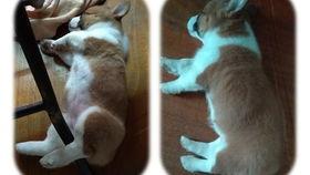 柯基可以吃瓜吗