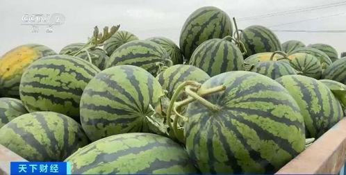 哪里吃zz瓜,一场味蕾与文化的奇妙之旅