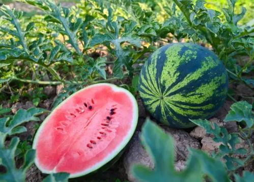 宁陵吃瓜,揭秘当地特色美食背后的故事