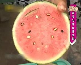 捎瓜怎么吃,捎瓜的多样美味吃法探索