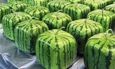 吃瓜永远找不到瓜地,探寻真相背后的秘密