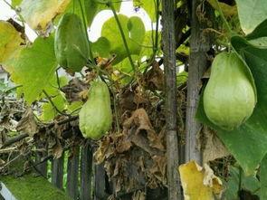 吃秃耳瓜,一场味蕾与历史的邂逅