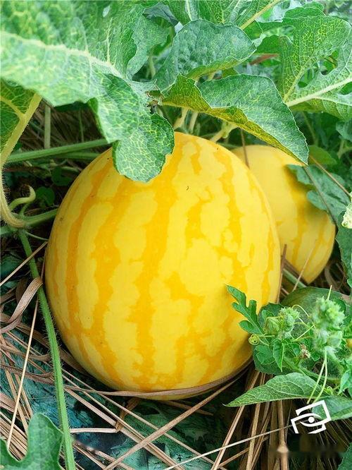 宁波上市公司吃瓜,吃瓜群众视角下的资本盛宴