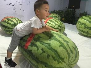 井陉吃瓜事件,一场网络热议背后的真相与反思