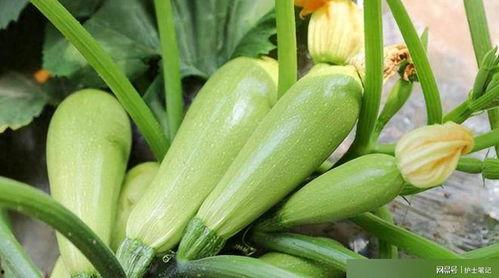 葫芦瓜应该怎么吃,解锁健康美味新体验