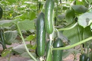 春天吃田瓜好吗