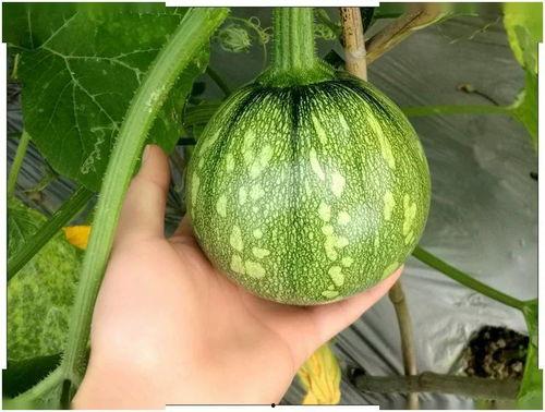 小蛋蛋吃瓜,小蛋蛋的瓜界探险记