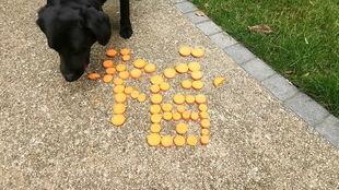 小蛋蛋吃瓜,小蛋蛋的瓜界探险记