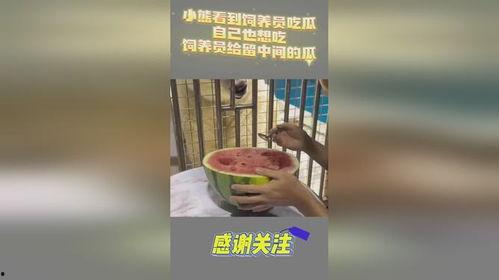 吃瓜小熊自信,揭秘娱乐圈背后的故事