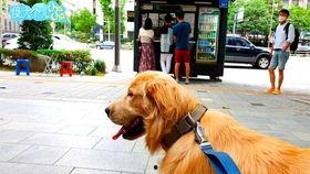 狗狗可以吃小白瓜